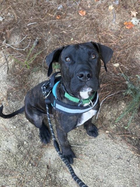 Photo of Bobo, adoptable Mastiff in Chapel Hill, North Carolina