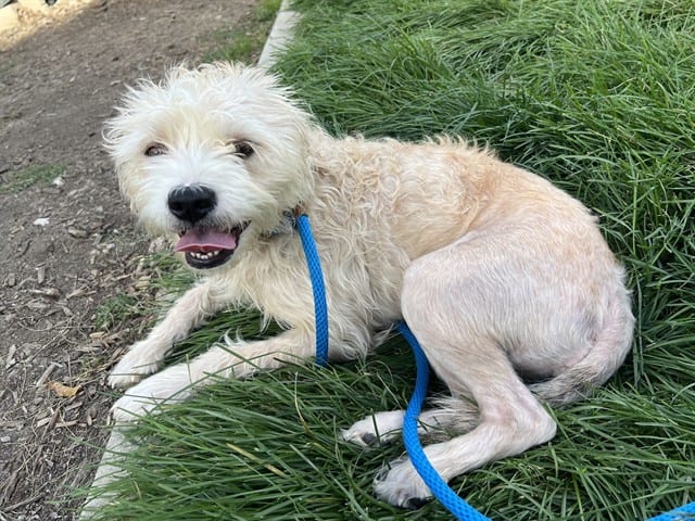 Photo of Bella, adoptable Maltese in San José, California