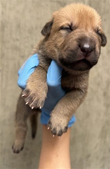Photo of A596970, adoptable Pit Bull Terrier in San Bernardino, California