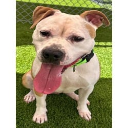 Photo of Madam Wigglesworth, adoptable American Pit Bull Terrier in Texas City, Texas