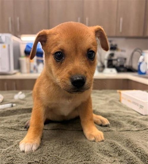 Photo of Cribbage, adoptable Chihuahua in Baytown, Texas