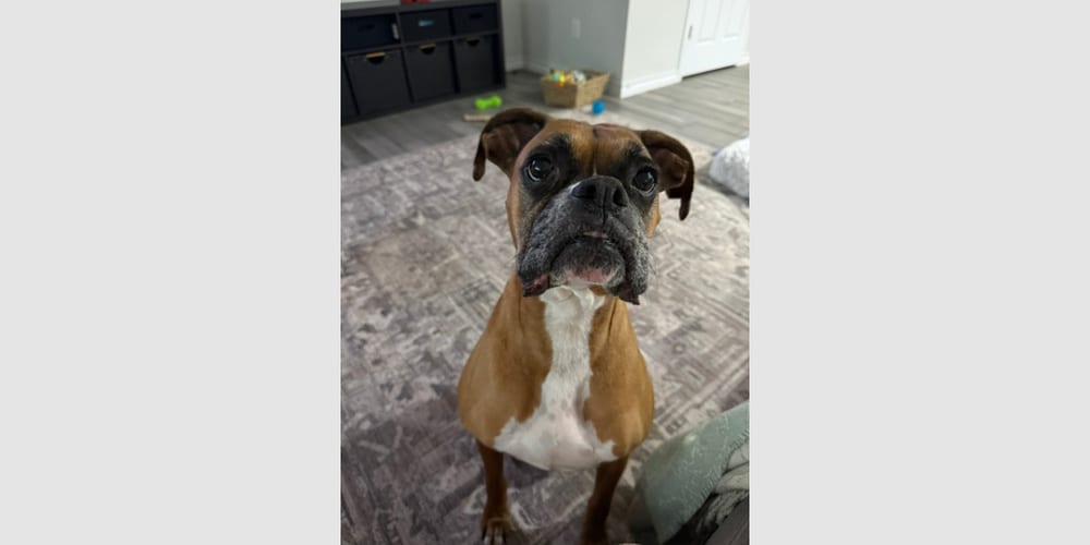 Photo of PacMan - ABR Return, adoptable Boxer in Austin, Texas