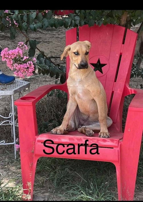 Photo of Scarfa, adoptable Shepherd in FRAMINGHAM, Massachusetts