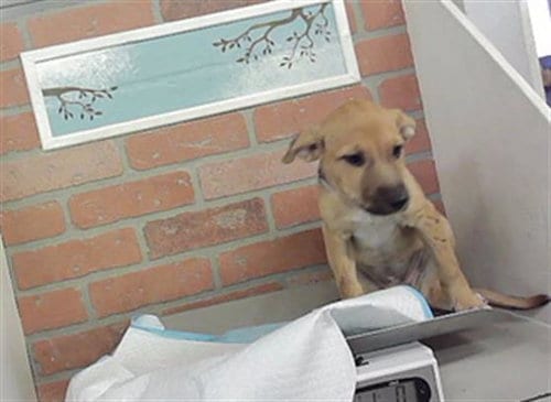 Photo of Patsy, adoptable Staffordshire Bull Terrier in Houston, Texas