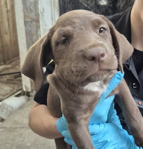 Photo of Puppy 8, adoptable American Staffordshire Terrier in San Antonio, Texas