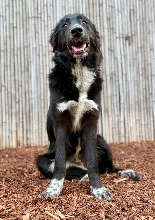 Photo of Sasha, adoptable Border Collie in Paso Robles, California