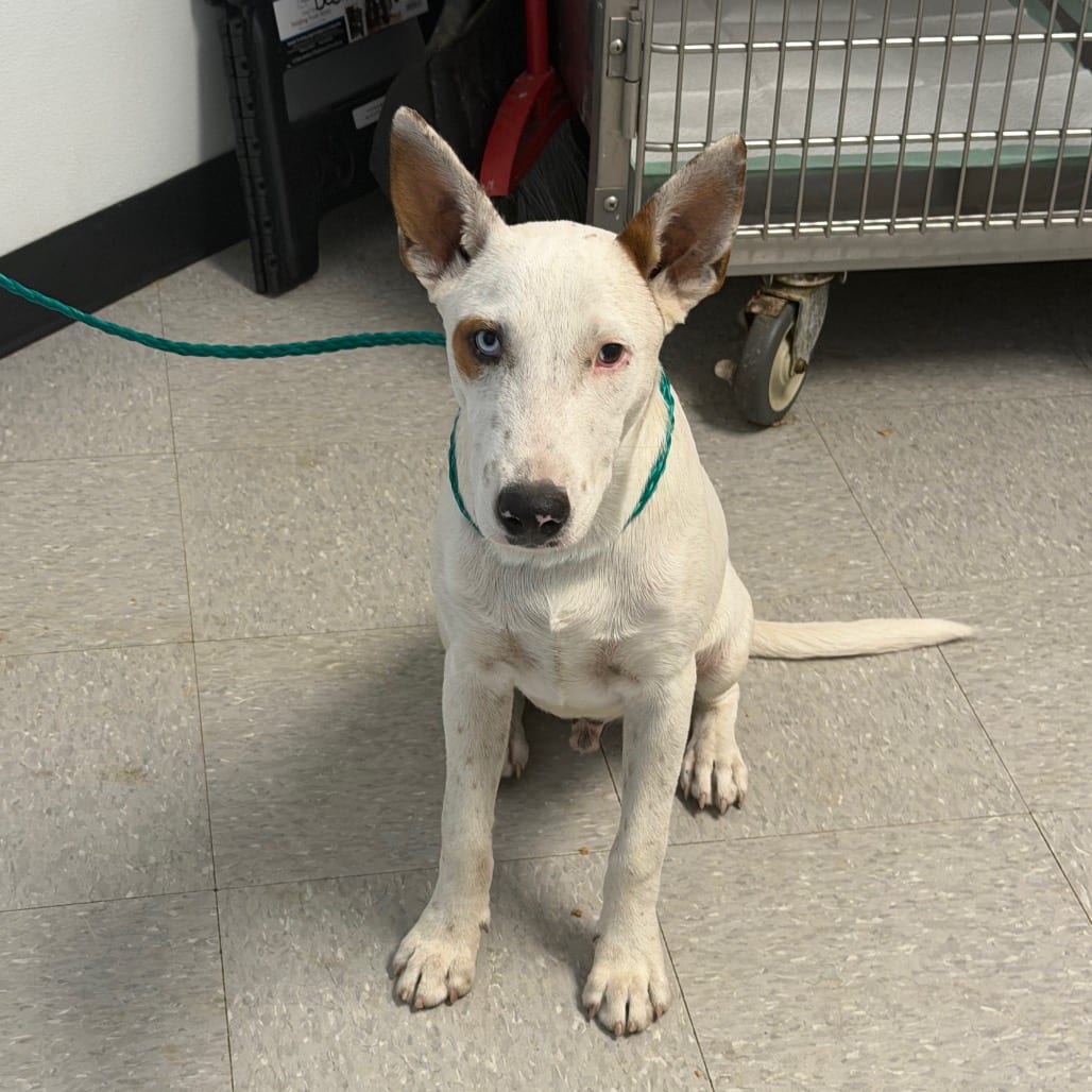 Photo of Conner 26-09-151, adoptable Terrier, Bull / Cattle Dog in Bastrop, Texas