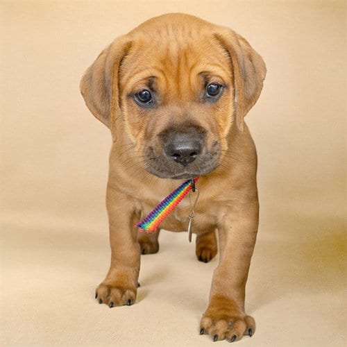 Photo of Waylon, adoptable Redbone Coonhound in Maryland, Missouri