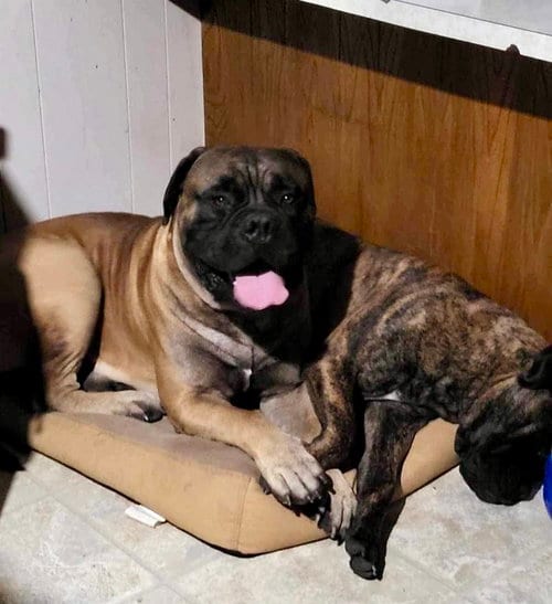 Photo of Bailey, adoptable Bullmastiff in Goodyear, Arizona