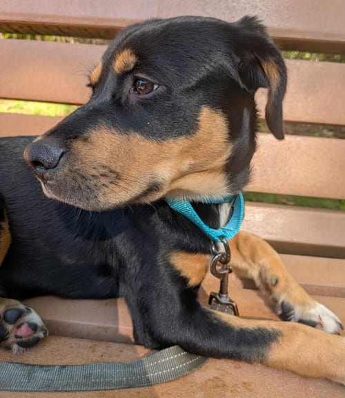Photo of Beijing, adoptable Labrador Retriever in Brooklyn Center, Minnesota