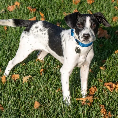 Photo of Chloe, adoptable Pointer in Maryland, Missouri