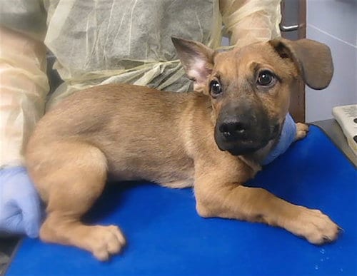 Photo of Tinkerbell, adoptable Belgian Shepherd Malinois in Mesa, Arizona