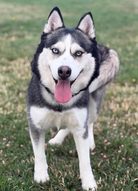Photo of Freya, adoptable Siberian Husky in Fairfield, California