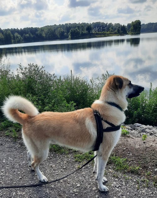 Photo of Buck, adoptable German Shepherd Dog in Cuyahoga Falls, Ohio