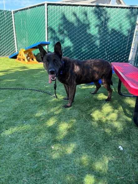 Photo of Rex, adoptable Belgian Shepherd Malinois in San Bernardino, California