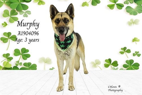 Photo of Murphy, adoptable German Shepherd Dog in Thousand Palms, California