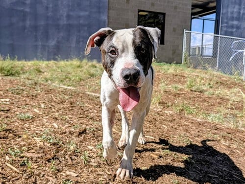 Photo of Boise, adoptable Boxer in Denver, Colorado
