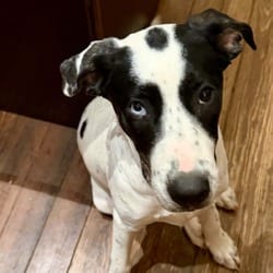 Photo of Flo LH, adoptable Australian Cattle Dog Plott Hound in Hartford, Connecticut