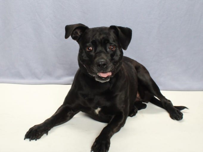 Photo of Mcgregor, adoptable Labrador Retriever and Pit Bull Terrier