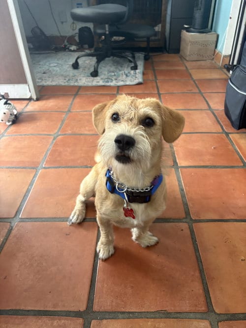 Photo of Norman, adoptable Terrier in San Diego, California