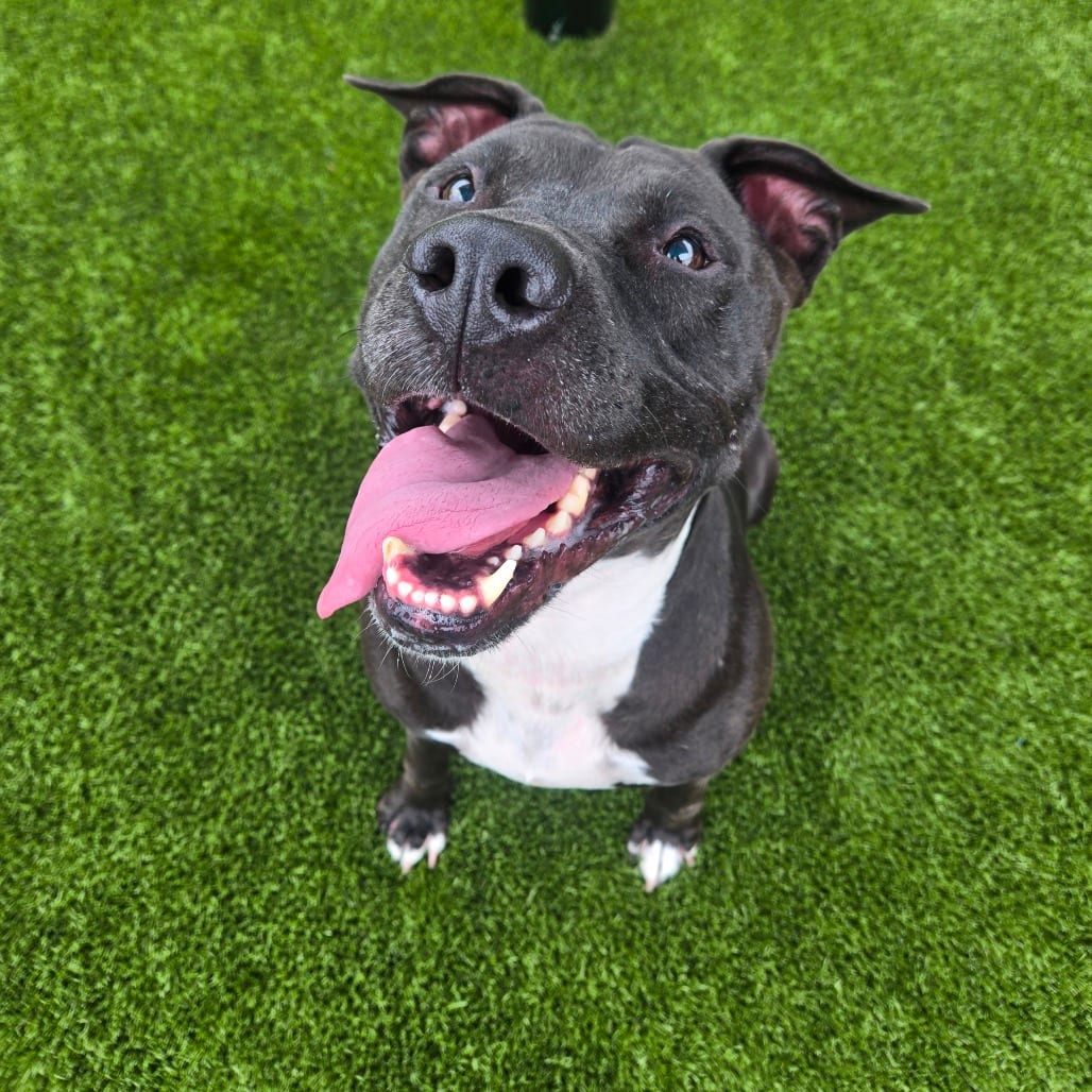 Photo of Sadie / Roxi, adoptable Terrier, Pit Bull in Spartanburg, South Carolina