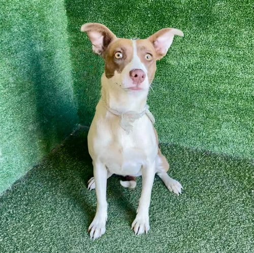 Photo of Batgirl, adoptable Staffordshire Bull Terrier in Lancaster, California