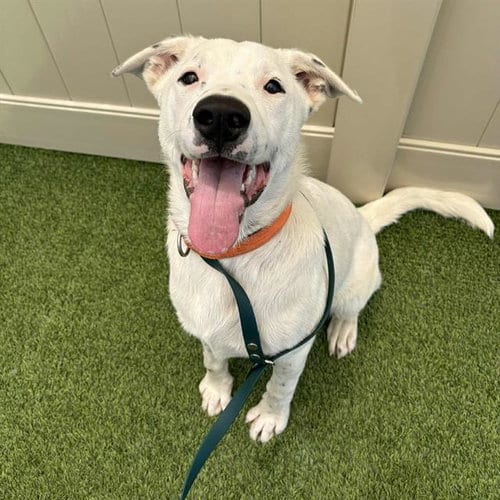Photo of Blanco, adoptable Dogo Argentino in Camarillo, California