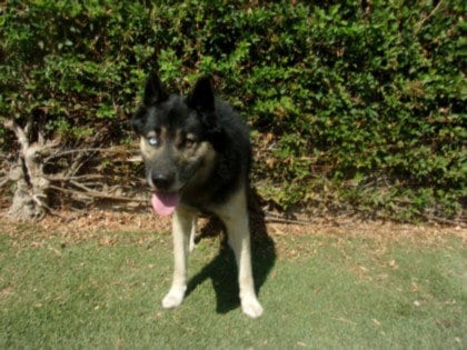 Photo of Merlin, adoptable Husky in Van Nuys, California