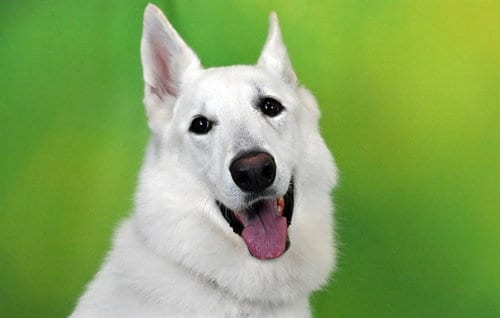 Photo of Maple, adoptable German Shepherd Dog in Ft Lauderdale, Florida