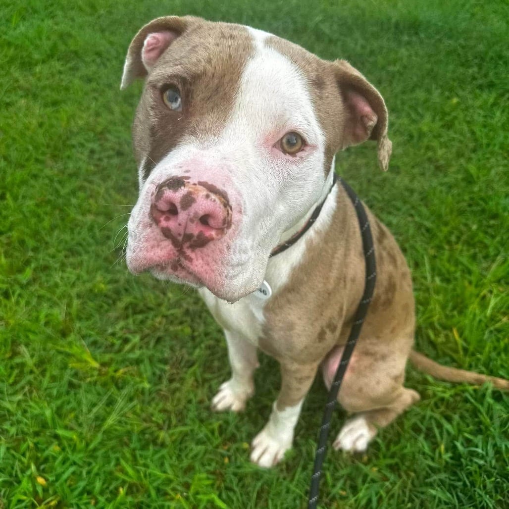 Photo of Czech, adoptable Terrier, American Pit Bull in York, Pennsylvania