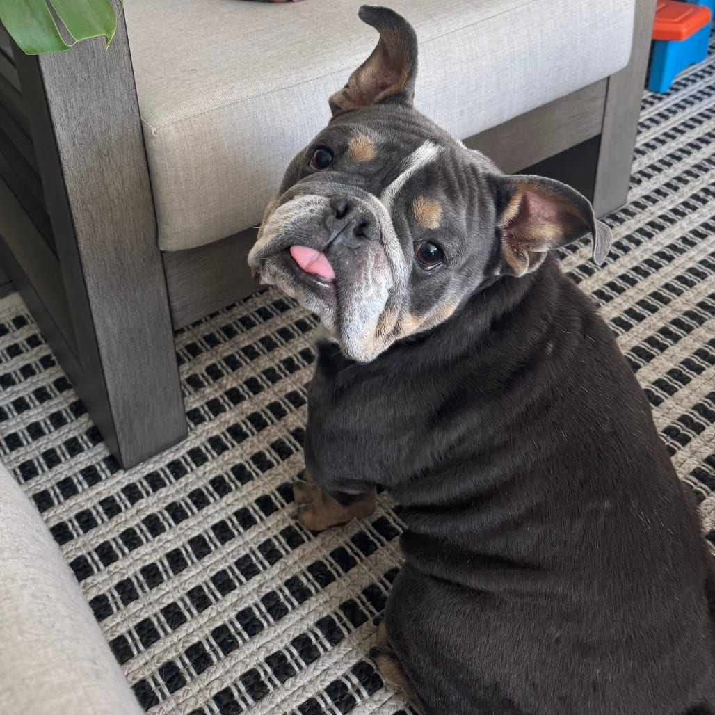 Photo of Ozzy, adoptable Bulldog, English in California, California