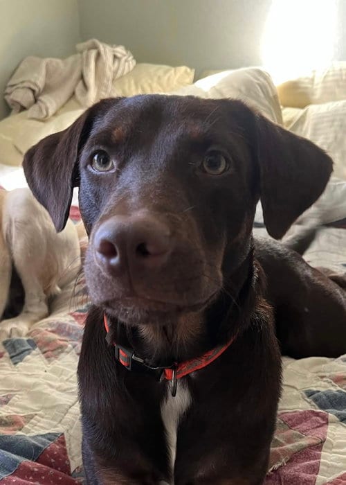 Photo of Enzo, adoptable Doberman Pinscher in Fort Worth, Texas