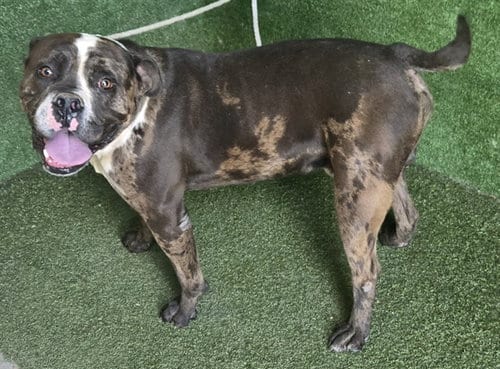 Photo of Terance, adoptable Pit Bull Terrier in Lancaster, California
