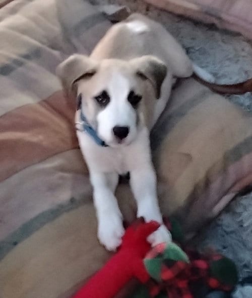Photo of Jasper, adoptable Staffordshire Bull Terrier in The Woodlands, Texas
