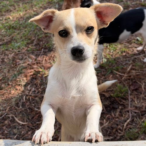 Photo of Sweetie, adoptable Chihuahua in Oakland, California