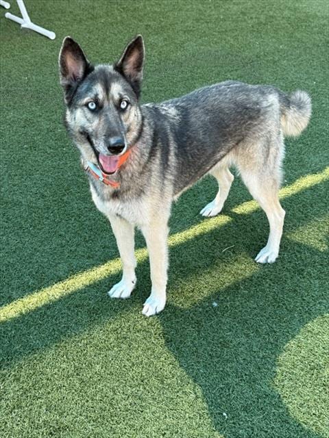 Photo of Eve, adoptable German Shepherd Dog in Dallas, Texas