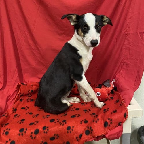 Photo of A614840, adoptable Border Collie in Modesto, California