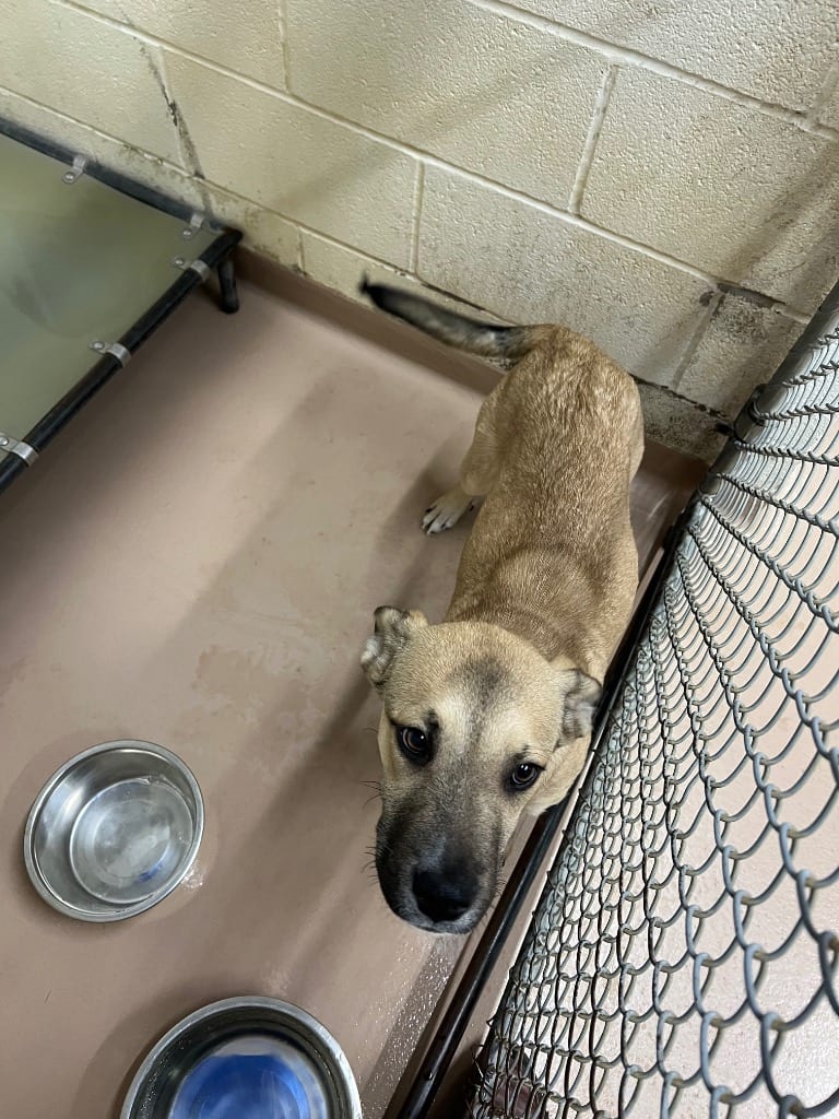 Photo of Speedy, adoptable Black Mouth Cur in Nacogdoches, Texas