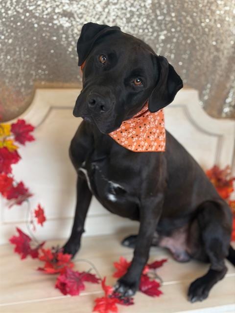 Photo of Auto, adoptable Labrador Retriever in Fairfield, California