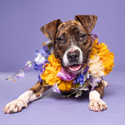 Photo of Bagel Buster, adoptable dog in Atlanta, Georgia