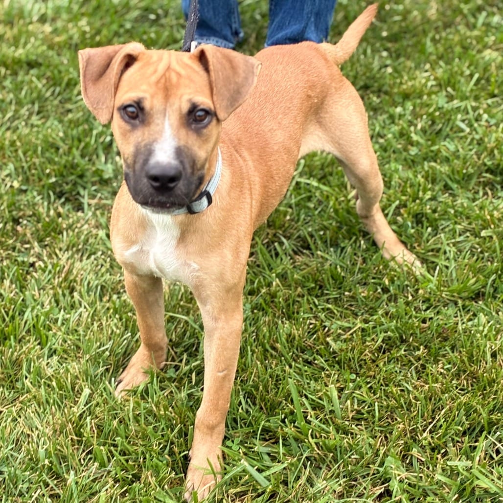 Photo of Joshua, adoptable Shepherd / Mix in South Elgin, Illinois