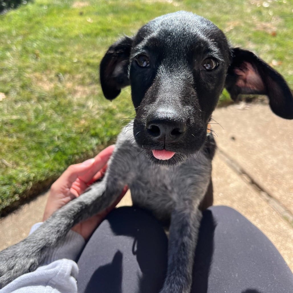 Photo of Pita (Bread Pup), adoptable Mixed Breed (Small) in St. Louis, Missouri