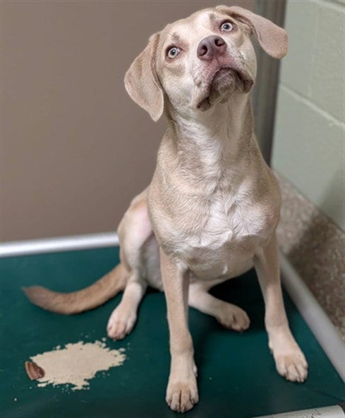 Photo of Alena, adoptable Labrador Retriever in Clyde, North Carolina