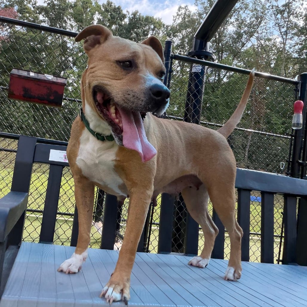 Photo of Buttercup, adoptable Mixed Breed (Large) in Greensboro, North Carolina