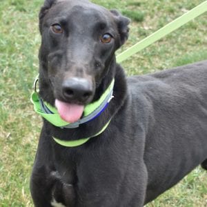 Photo of Black Coffee Jim, adoptable Greyhound in Grandville, Michigan