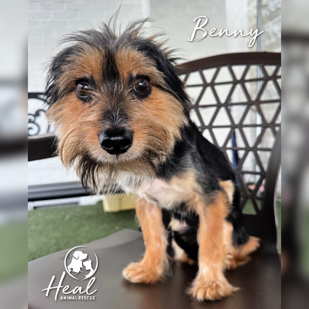 Photo of Benny, adoptable Terrier in Youngwood, Pennsylvania