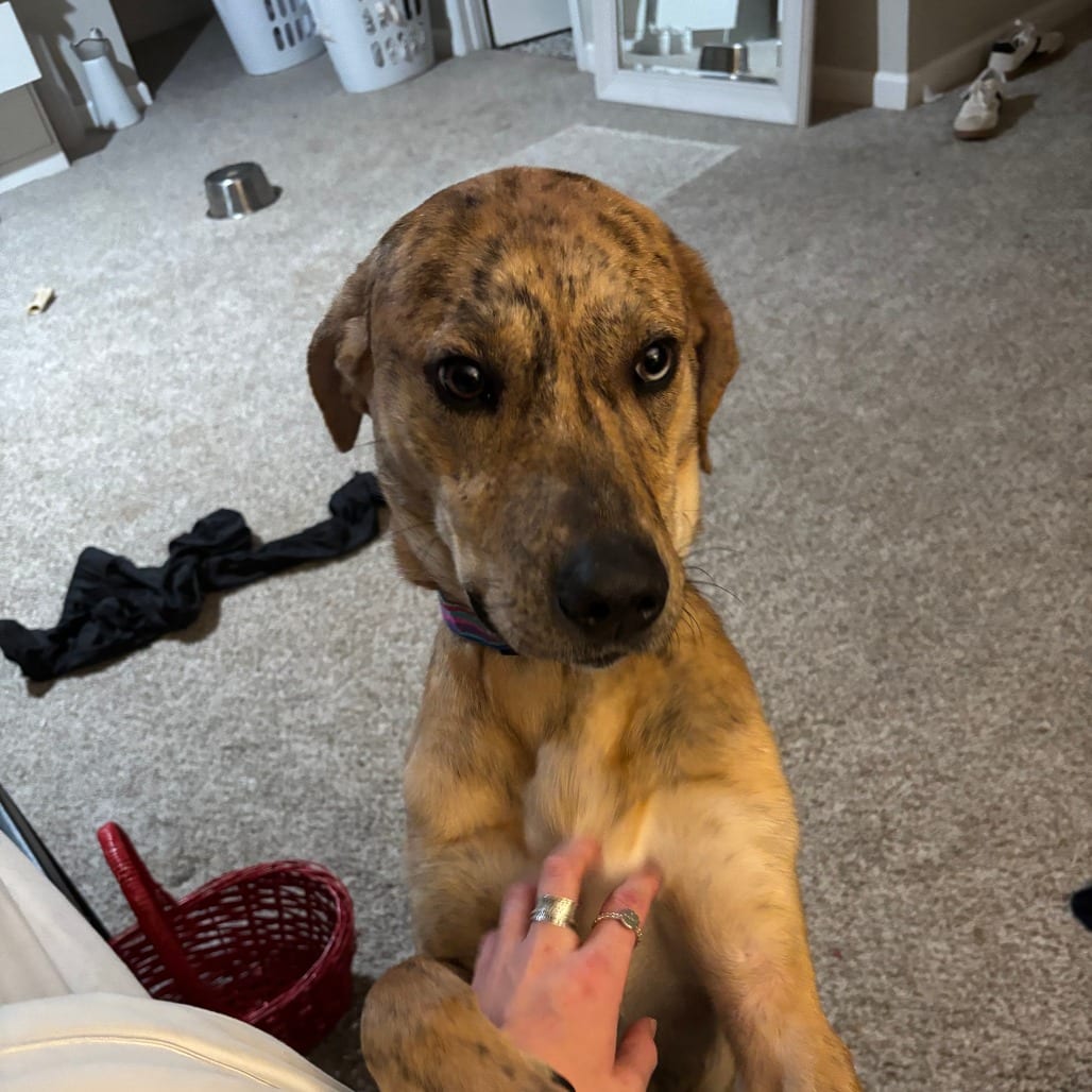Photo of Tiger, adoptable Catahoula Leopard Dog / Great Dane in Greensboro, North Carolina