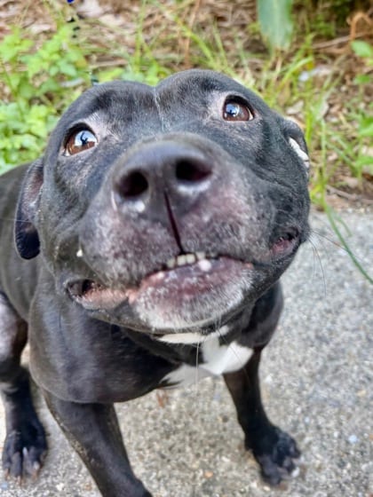 Photo of Elowen, adoptable Terrier in New Orleans, Louisiana