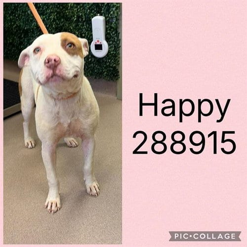 Photo of Happy, adoptable Pit Bull Terrier in Macon, Georgia
