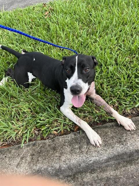 Photo of Happy, adoptable American Bulldog in Miami, Florida